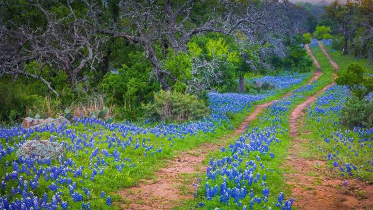 The Bluebonnet Trails of Hill Country: A Seasonal Blooming Phenomenon