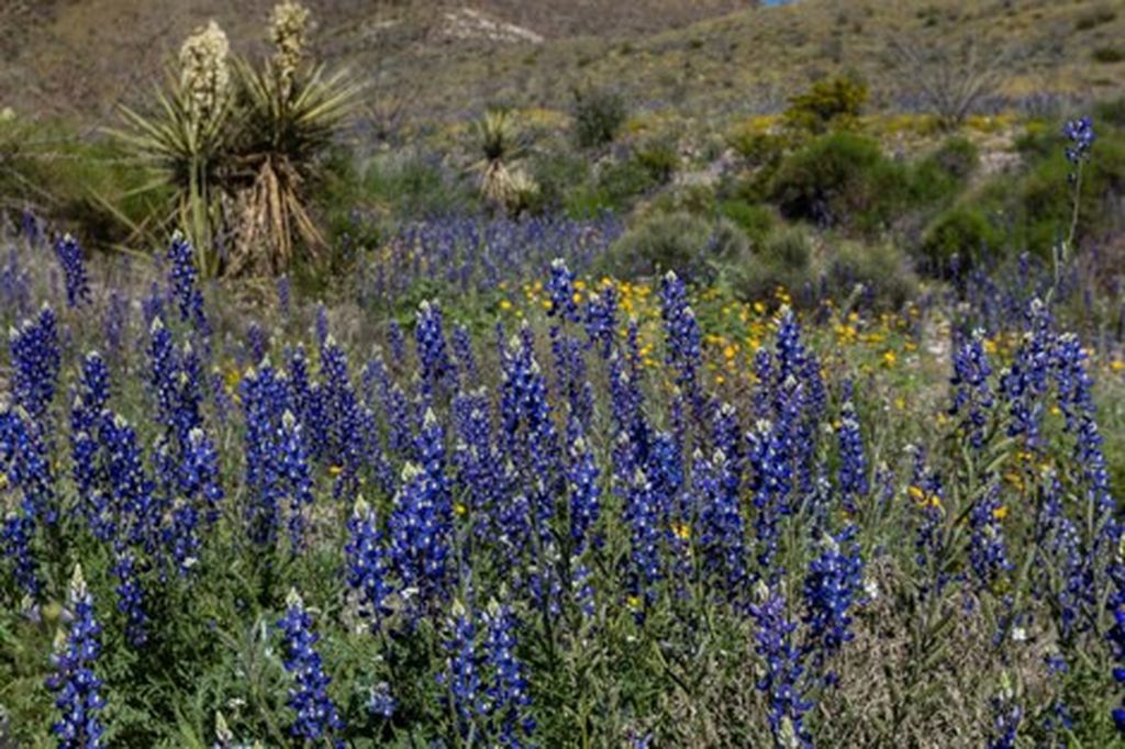 Bibe bluebonnets cahoyt 3717 result