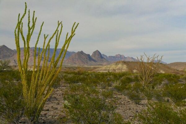 Conservation Efforts in Big Bend: Safeguarding Texas’s Natural Heritage for Future Generations