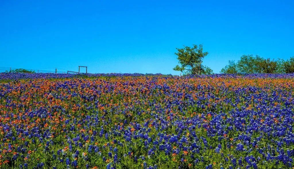 Bluebonnet and wildflower field