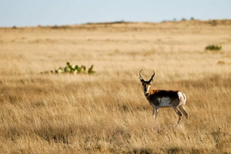 Wildlife of Texas Plains and Deserts: Unique Species and Habitats