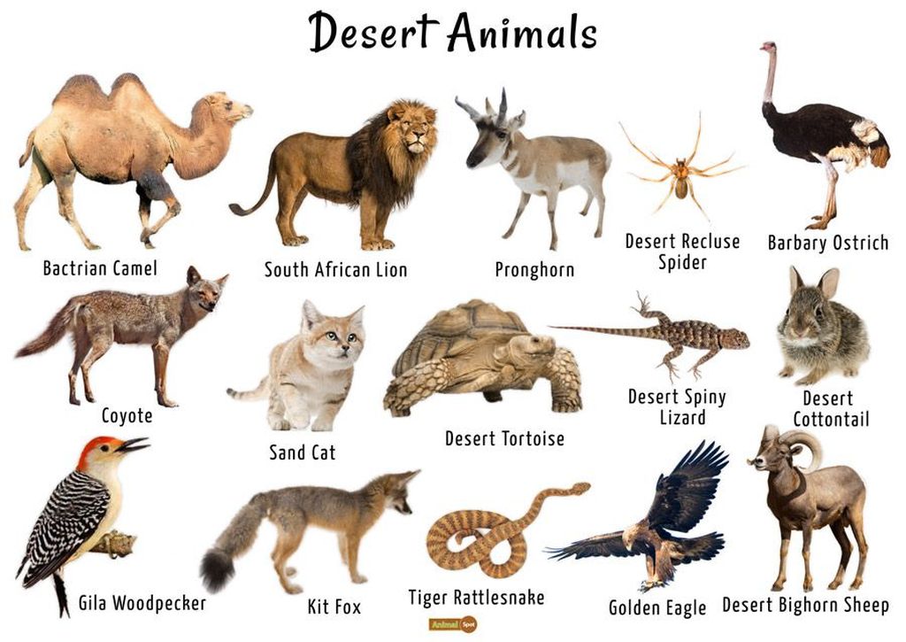 Desert animals pictures compressed result