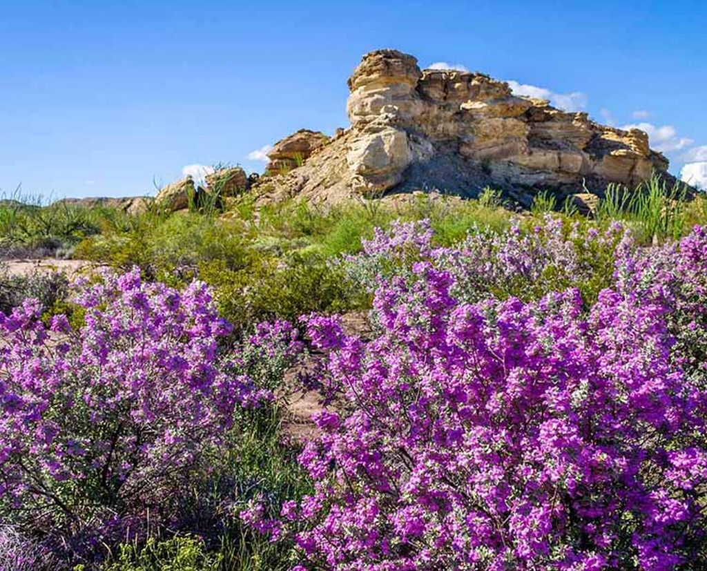 Desert azaleas big bend national park copy result