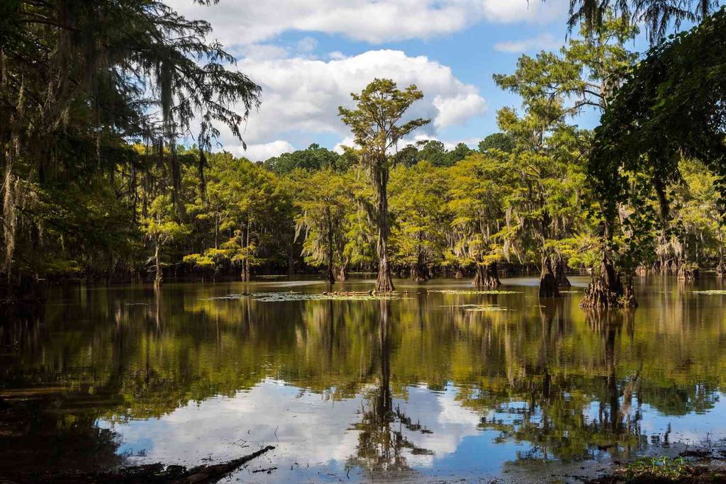 Tal caddo lake txhiddengem1223 5926fbd8e36349559a24fa7a928fd1aa compressed result