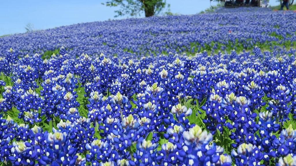 Bluebonnets flower field as209894460 result