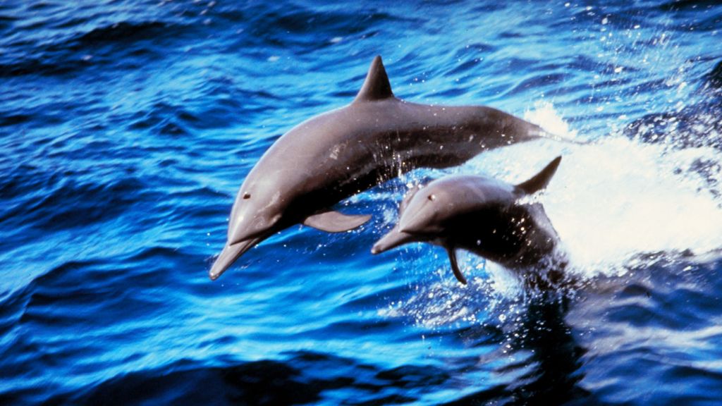 Top dolphin cruises in gulf shores alabama result