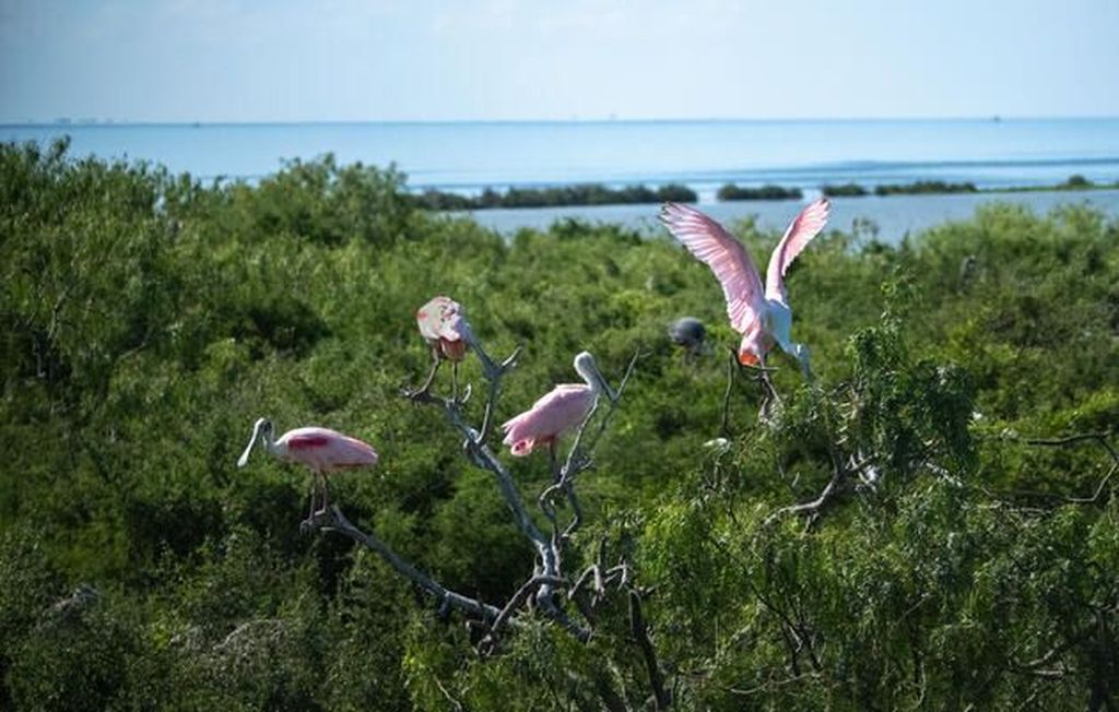 Aud south texas coast green island mike fernandez 60 compressed result