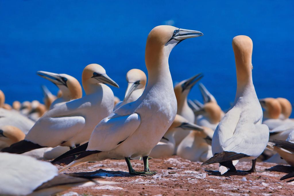 Gannet seabirds scaled result