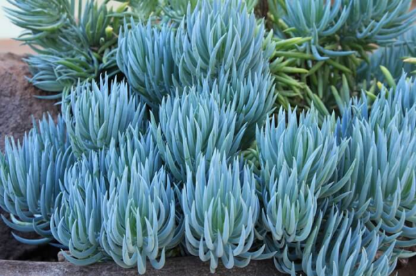 10 Types Of Succulent Ground Covers For Your Garden Landscaping