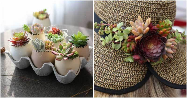 10 Clever Ideas to Plant Your Beautiful Succulents